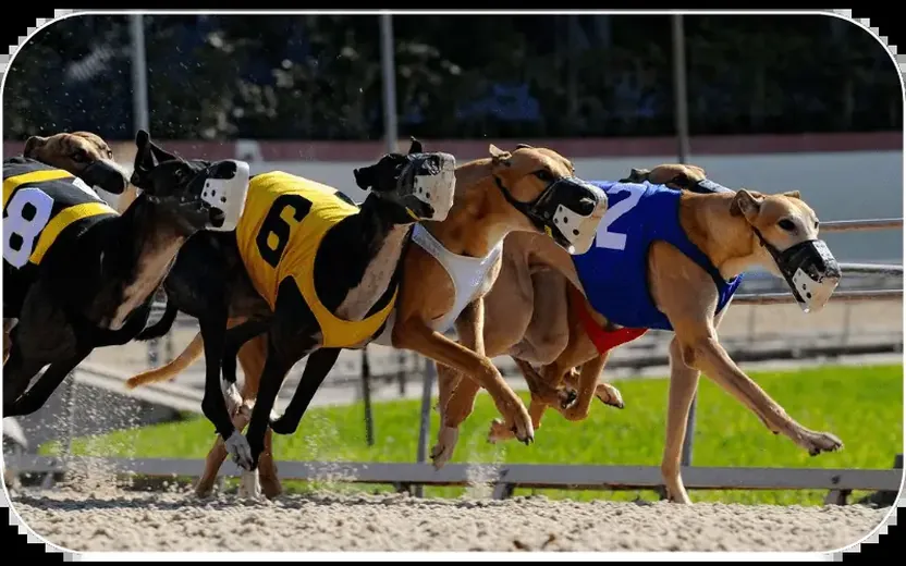 Greyhounds in numbered racing jackets rounding the track bend