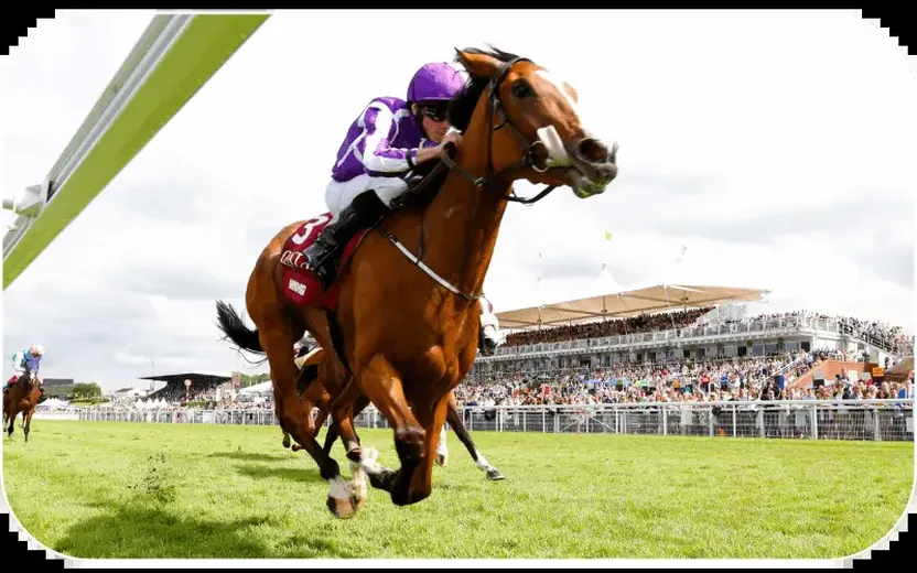 Jockey and racehorse at full gallop past the grandstand
